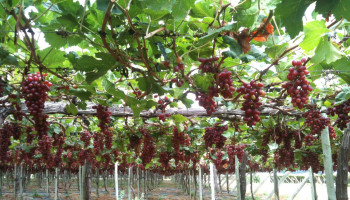 Uva no sertão do Piauí